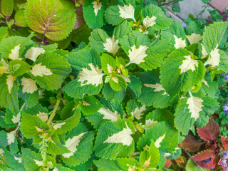 Bush of the cultivated coleus with variegated yellow-green leaves