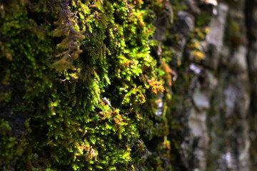 small layer of moss on the trunk of a tree