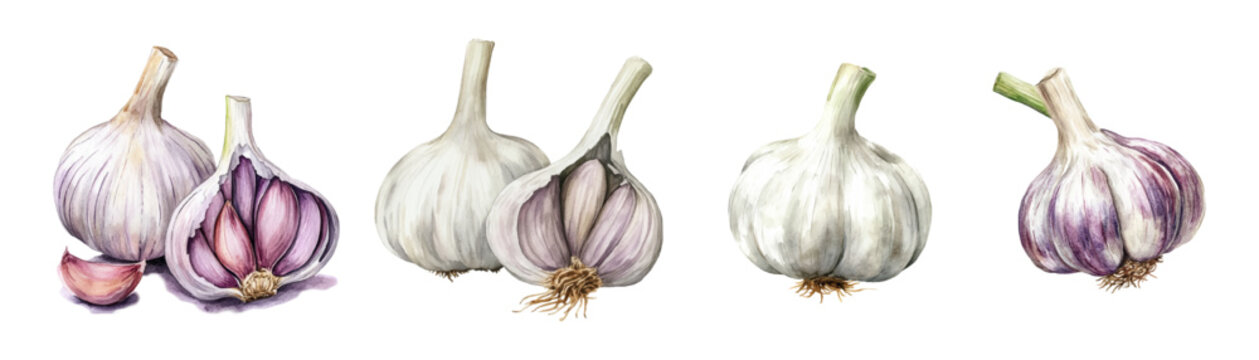 Watercolor set of garlic heads. Realistic ripe garlic watercolor on transparent background. Garlic cloves png. Vector illustration.