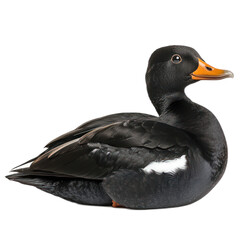Black Duck with Orange Bill on Transparent Background