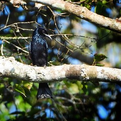 Black Bird Perched on Branch in Tropical Forest with Green Leaves