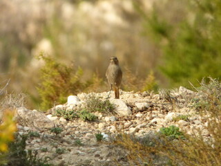 Colirrojo tiz&oacute;n 
