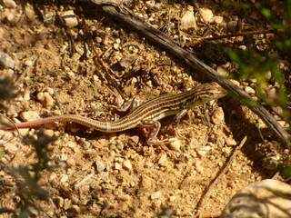 Lagartija colirroja 