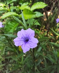Asia Purple Flower. This flower available in Cambodia and most of Asia country.