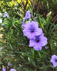 Asia Purple Flower. This flower available in Cambodia and most of Asia country.