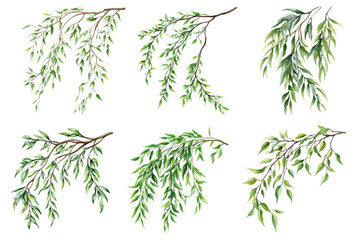Watercolor set of green willow branches png. Willow branch with green leaves hanging. Watercolor green leaves. Vector illustration. © Narin