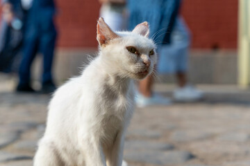 White cat observing its surroundings on a sunny day outdoors