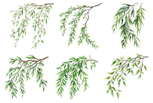Watercolor set of green willow branches png. Willow branch with green leaves hanging. Watercolor green leaves. Vector illustration.