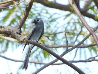 Grey Bird Perched on Branch in Tree with Blurred Background