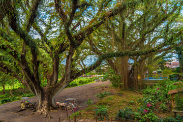 Green canopy in ancient tropical forest Giant Trembesi (Albizia saman -Rain Tree), giant trees with huge trunks and branches at Jawatan Benculuk Banyuwangi. Travel destination in East Java, Indonesia.