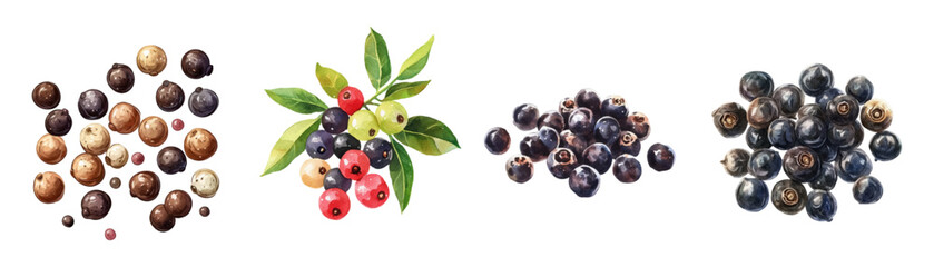 Watercolor collection of whole black peppercorns png. Spices set, black pepper. Collection of spicy herbs watercolor on transparent background. Vector illustration.