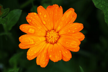 Orange Narcissus, Candlestick, Calendula Flower Orange Color Flower with raindrops on its leaves
