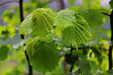 Leaves of hazelnut tree with raindrops on them