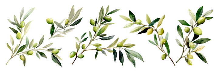 Watercolor set of olive tree branches with leaves and olives. Watercolor olives png. Watercolor olive tree branch on isolated background. Vector illustration. © Narin