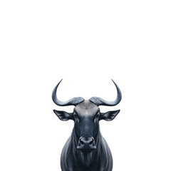 Majestic Black Bull Portrait with Sharp Horns