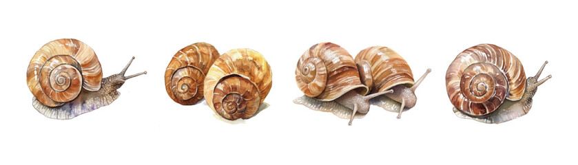 Watercolor snail set png. Realistic garden snails with watercolor shell on transparent background. Vector illustration.