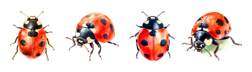 Watercolor set ladybug png. Cute ladybugs in watercolor style on a transparent background. Watercolor insects.