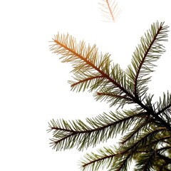 Photo of a fir tree branch on a sunny day on a white background frame christmas isolated