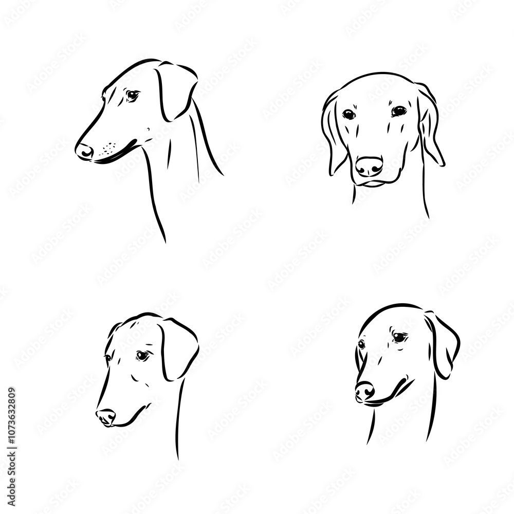 Wall mural Azawakh,Azawakh dog vector sketch illustration