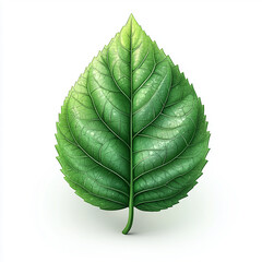 Obraz premium A single, green leaf with a white background.