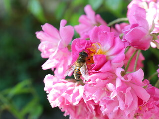 bee on a beautiful flower
