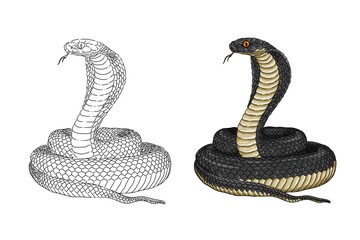 Image of a cobra snake. Cobra snake sketch. Can be used as a book illustration. Snake coloring book
