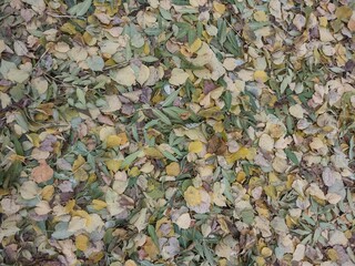 Autumn Leaves on the Ground.