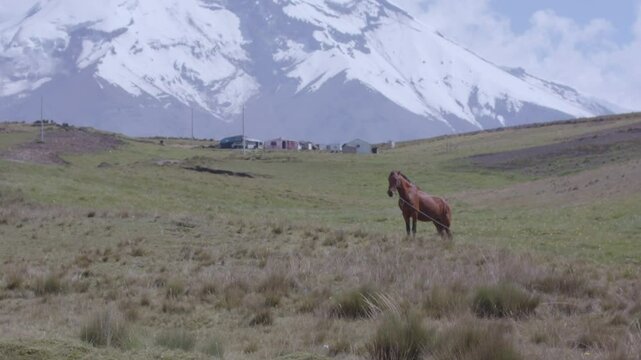 Horse in front of chimborazo mountain in ecuador