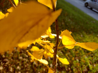 Autumn nature background with tree branch.