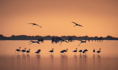 greater flamingos (Phoenicopterus) 
taking flight