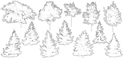 Contour of beautiful spruce trees, maple, walnut and etc., set.  Vector illustration