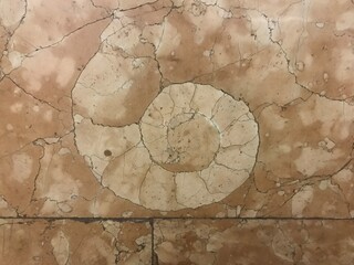 Marble ammonite texture