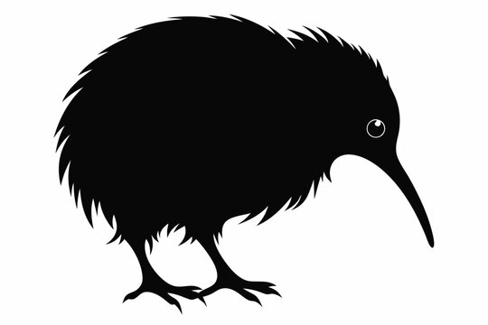recommend clip art: kiwi bird silhouette vector animal,Stylish kiwi silhouette design - minimallest kiwi vector,Black silhouette kiwi bird icon and vector illustration.