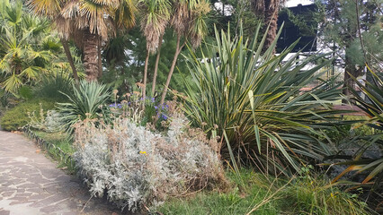 cactus in the desert