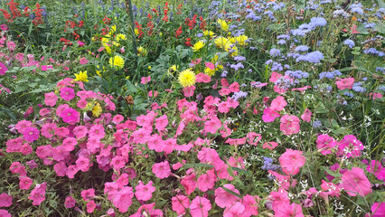 field of pink tulips