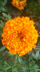 bee on orange flower