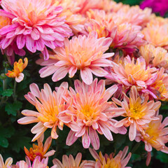 Close-up of pink asters flowers. Floral background, natural texture