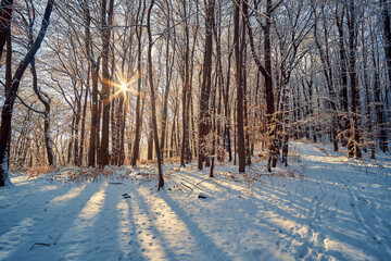 Obraz premium Winter forest bathed in golden sunlight with trees casting long shadows on the snow-covered ground. Bare branches are lightly dusted with snow, creating a peaceful and serene atmosphere.