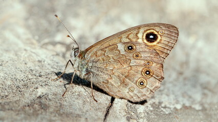 butterfly on the ground