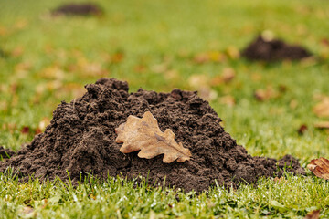 A fresh molehill of dark soil sits on a grassy lawn, topped with a dry oak leaf. The ground is covered in dew, indicating a cool, damp environment.