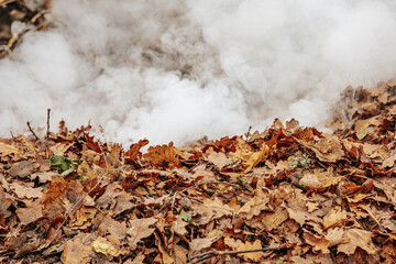 A pile of dry leaves being burned outdoors, releasing thick white smoke. The leaves are mostly...