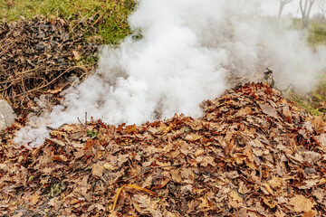 A pile of dry leaves being burned outdoors, releasing thick white smoke. The leaves are mostly...