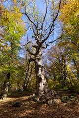 Fototapeta premium Century-old maple tree in the woods of Pescocostanzo in Abruzzo, Italy.