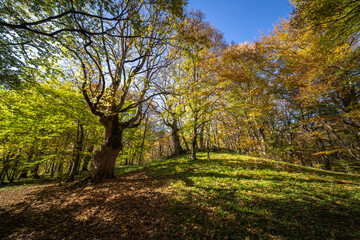 Century-old maple tree in the woods of Pescocostanzo in Abruzzo, Italy.