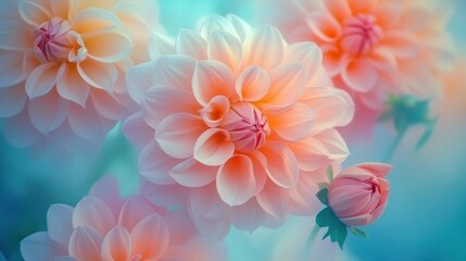 Obraz premium Delicate Peach Dahlias