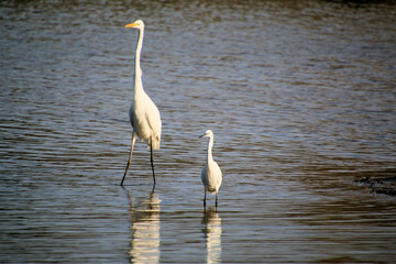 A Great white Egret and a Little Egret in the water
