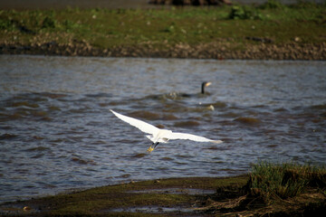 A Great White Egret in Flight over Venus Pool Nature Reserve