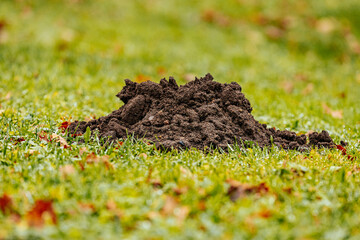 A fresh molehill of dark soil sits on a grassy lawn, topped with a dry oak leaf. The ground is covered in dew, indicating a cool, damp environment.
