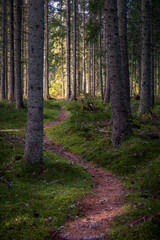 Obraz premium path in the forest