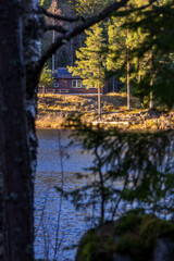 autumn in the forest